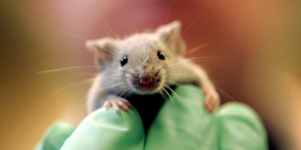 ** ADVANCE FOR SUNDAY, MARCH 5 **A laboratory mouse climbs on the gloved hand of a technician at the Jackson Laboratory, Jan. 24, 2006, in Bar Harbor, Maine. The lab ships more than two million mice a year to qualified researchers. (AP Photo/Robert F. Bukaty)