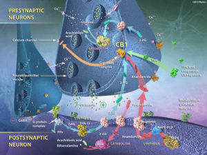 activation of CB1, synthesis and catabolism of anandamide and 2AG