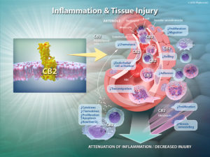 CB2_inflammation