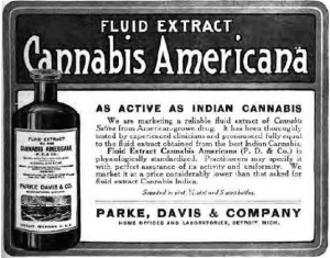 Cannabis Americana