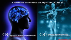 cannabinoid-receptors - HUN