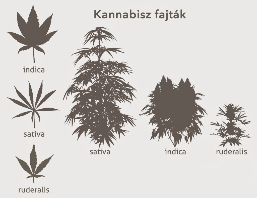 cannabis_species - HUN