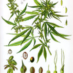 Cannabis; extracting the medicine