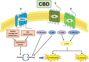 CBD - Breast cancer