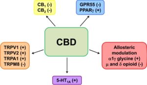 CBD - Cancer