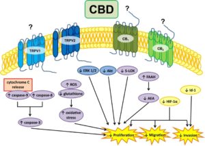 CBD - Glioma