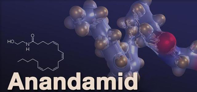 anandamide