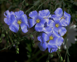 Linum usitatissimum