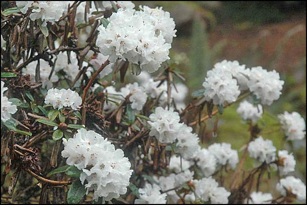 Rhododendron anthopogonoides